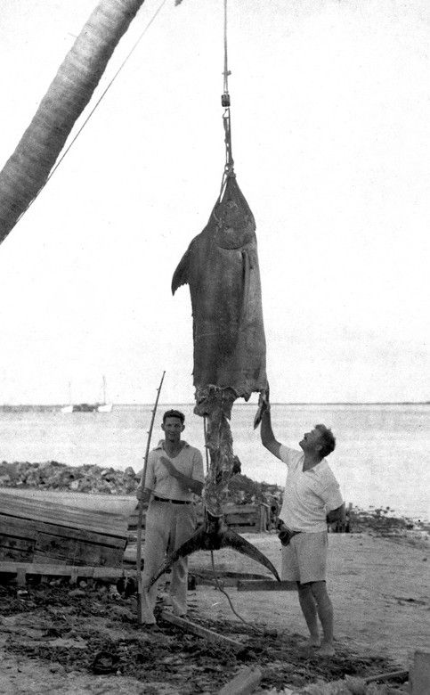 Ernest Hemingway and Henry Strater with the remains of an estimated 450 kg marlin that was half-eaten by sharks before it could be landed in the Bahamas in 11935.